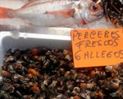 Percebes gallegos