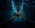 Túnel acuario
