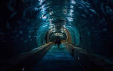 Túnel acuario