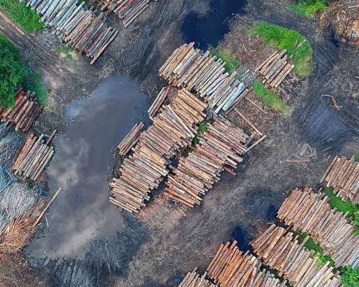 La deforestación del Amazonas