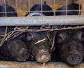 Cerdos enjaulados