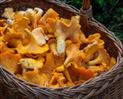 Cesta de setas