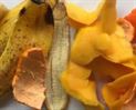 Cáscaras de fruta para compostaje