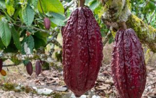 Vainas de cacao