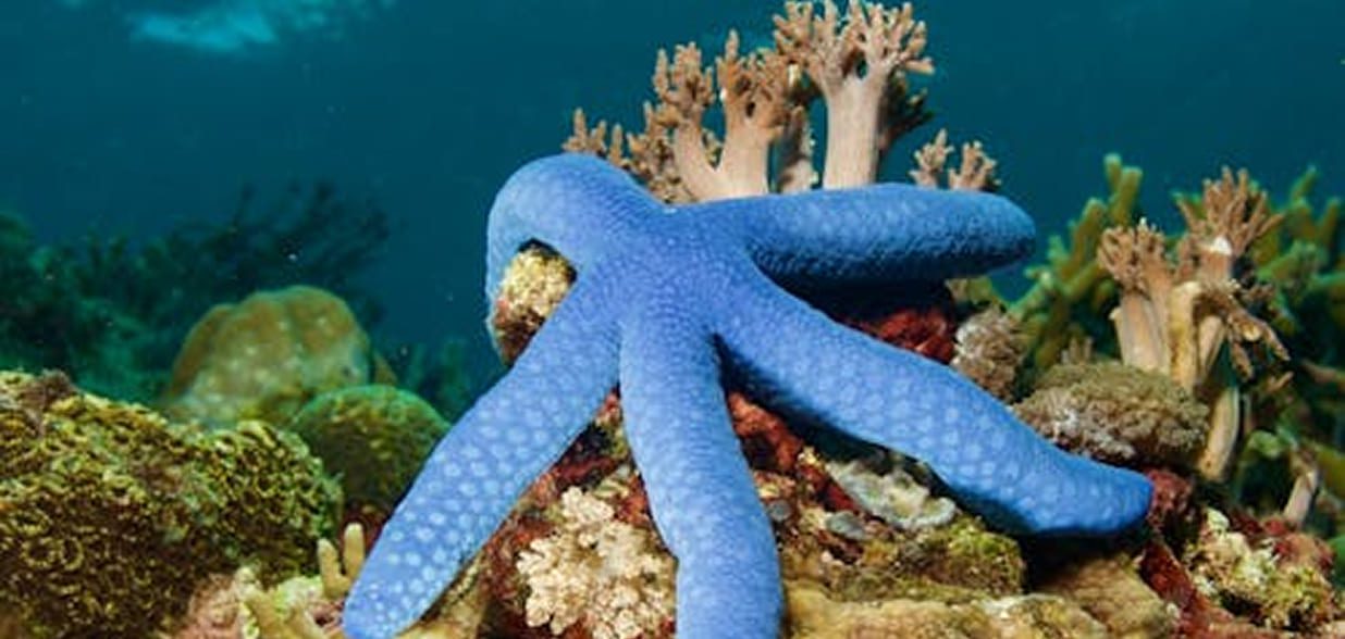 Estrella de mar