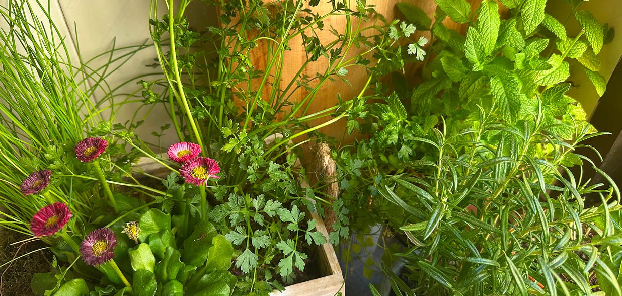 Hierbas aromáticas