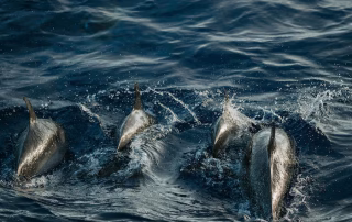 Un grupo de delfines nadando