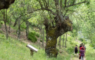 Turismo entre robles trasmochos en la Sierra del Rincón